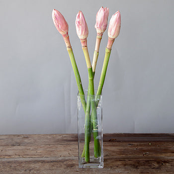 Bright Pink Torch Ginger Tropical Flower