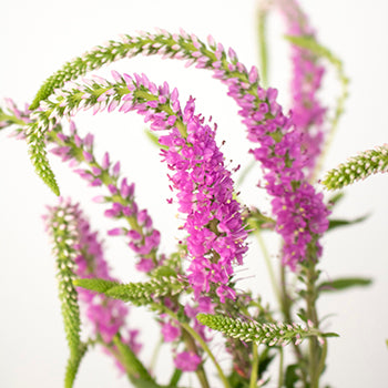 Veronica Flower Pink