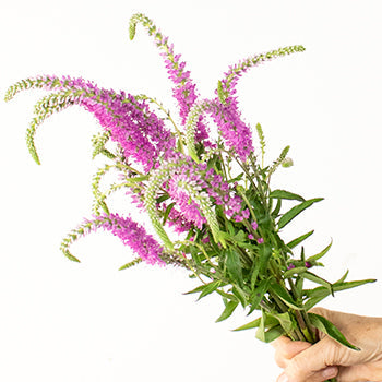 Veronica Flower Pink