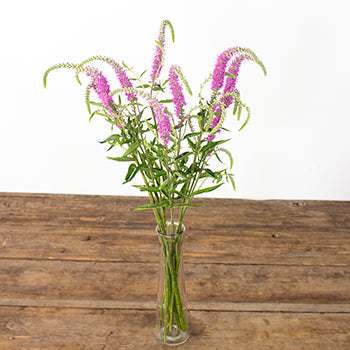 Veronica Flower Pink