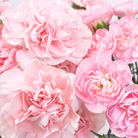 Pink Flower Kit Up Close