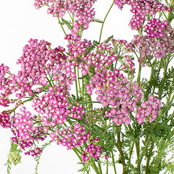 Yarrow Cottage Pink Flower