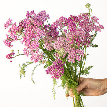 Yarrow Cottage Pink Flower