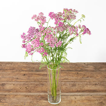 Yarrow Cottage Pink Flower