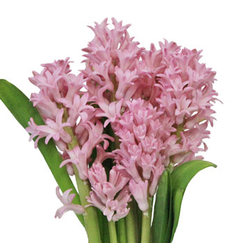 Hyacinth Light Pink Flower January to April