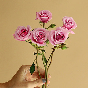 Pinky Lavender Spray Rose Stems