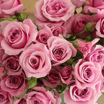 Pinky Lavender Spray Roses up close
