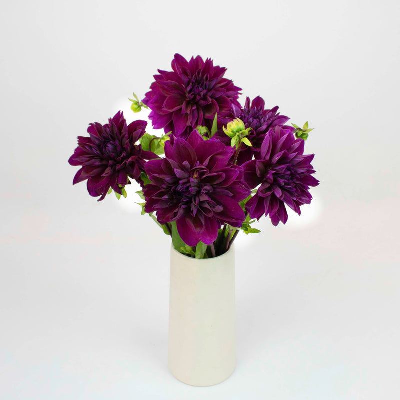 Plate Thomas Edison Dinner Dahlia Flower Bunch in Vase