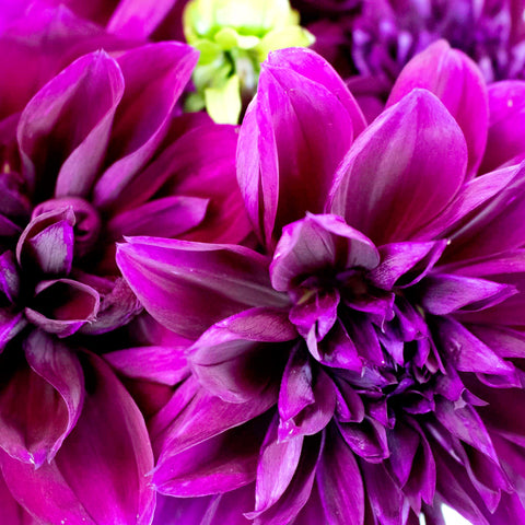 Plate Thomas Edison Dinner Dahlia Flower Up Close