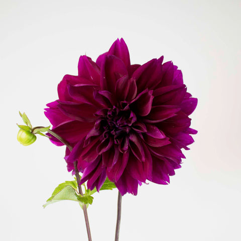 Plate Thomas Edison Dinner Dahlia Flower Stem