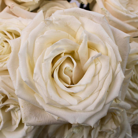 Roses By Color