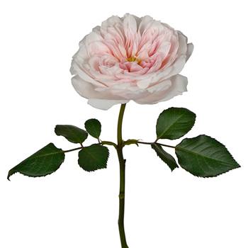 Pleasing Pink Garden Rose Stem