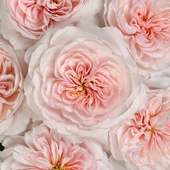 Pleasing Pink Garden Roses up close