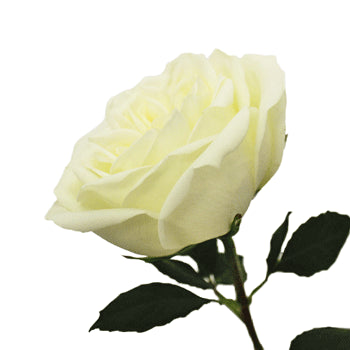 Polo White Wholesale Rose Side Stem View