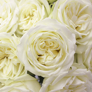 Polo White Wholesale Roses up close