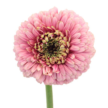 Posh Pink Gerrondo Daisy Flower