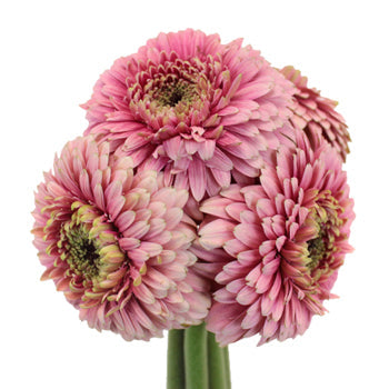 Posh Pink Gerrondo Daisy Flower