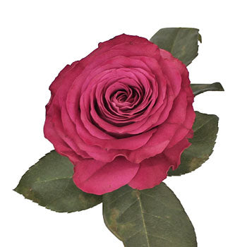 Precious Moments Fuchsia Garden Rose Stem