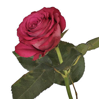 Precious Moments Fuchsia Garden Rose Side Stem View