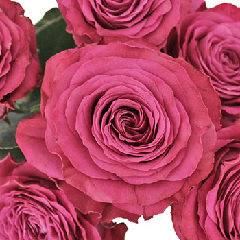 Precious Moments Fuchsia Roses up close