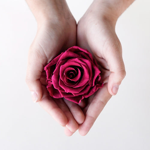 Preserved Dusty Pink Rose