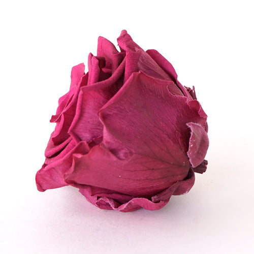 Preserved Dusty Pink Rose