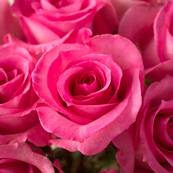 Priceless Pink Roses up close
