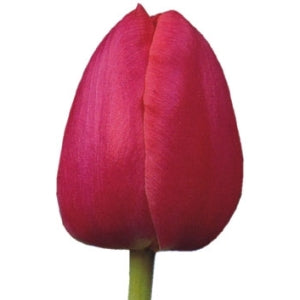 Primavera Dark Pink Tulip Wholesale Flower Up close