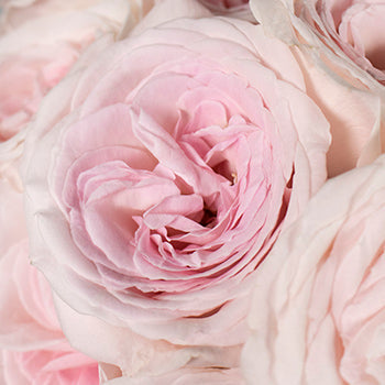 Prince Jardiniere Pink Rose Bloom