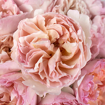 Princess Charlene Pink Garden Rose Stem