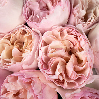 Princess Charlene Pink Garden Roses up close