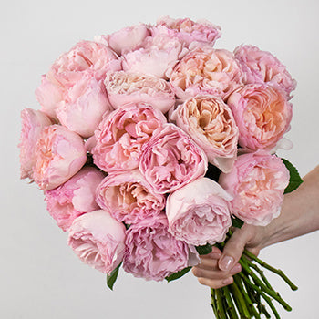 Princess Charlene Pink Garden Rose In a Hand
