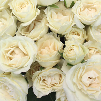 Princess Ivory Cream Spray Roses up close