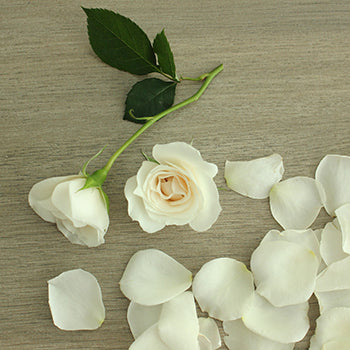 Princess Ivory Cream Spray Rose Bunch