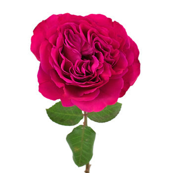Princess Pink Garden Rose Side Stem View