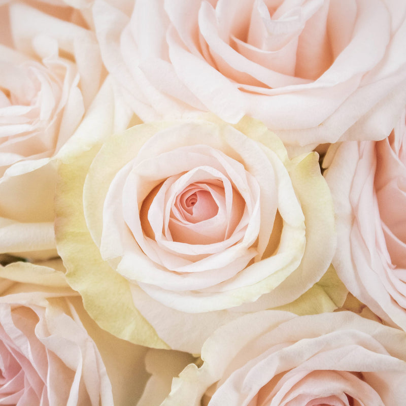 Priority Cream Roses Up Close