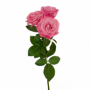 Prismatic Pink Spray Rose Stem