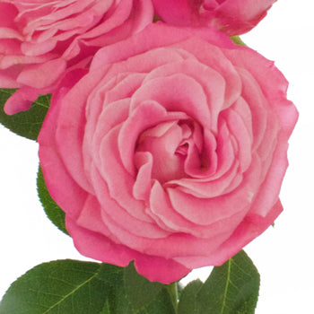 Prismatic Pink Spray Roses up close