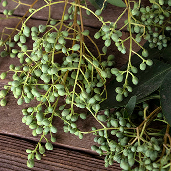 Wholesale greenery bulk green privett berries for sale near me