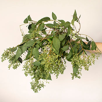 Bulk greenery green privett berries sold near me for delivery