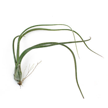 Eco Chic Pseudobaileyi Air Plants for Arranging