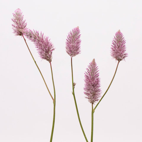 Ptilotus Matilda Plant Stem