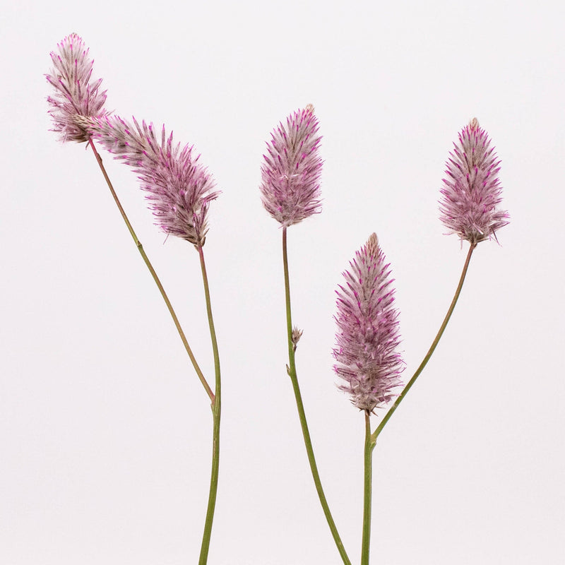 Ptilotus Matilda Plant Stem