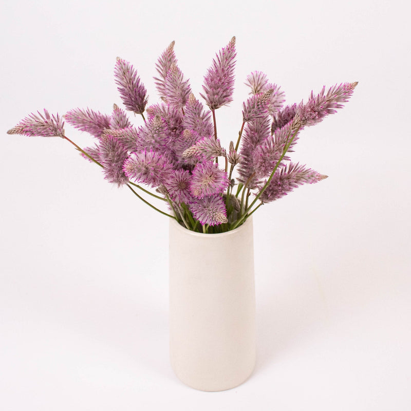 Ptilotus Matilda Plant Bunch in Vase