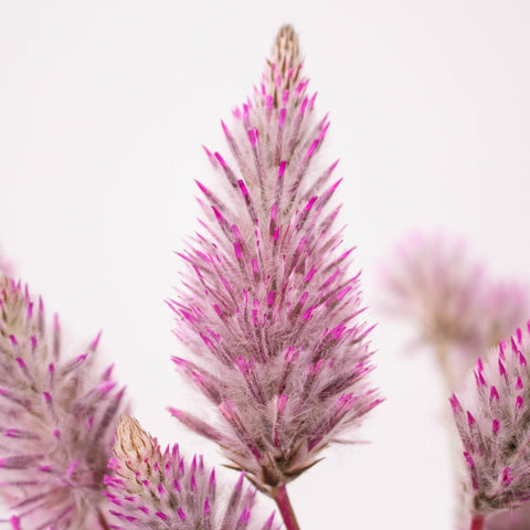 Ptilotus Matilda Plant Up Close