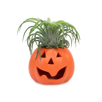 Halloween Air Plant Decoration