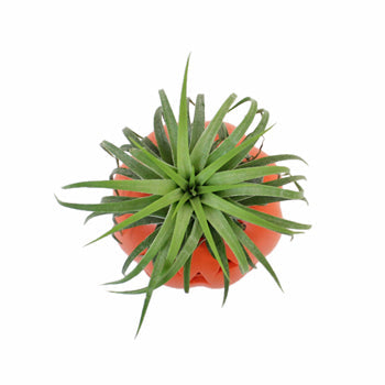 Halloween Air Plant Decoration