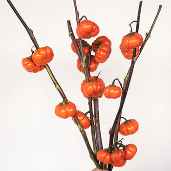 Pumpkin Trees