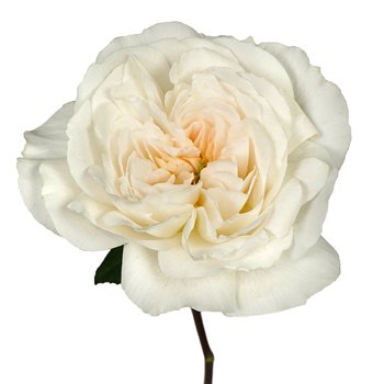 Purity Ausoblige Garden Rose Stem