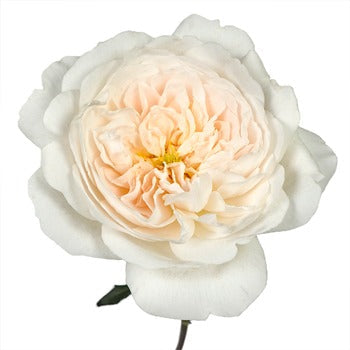 Purity Ausoblige Garden Rose Side Stem View
